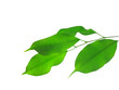 laurel leaf