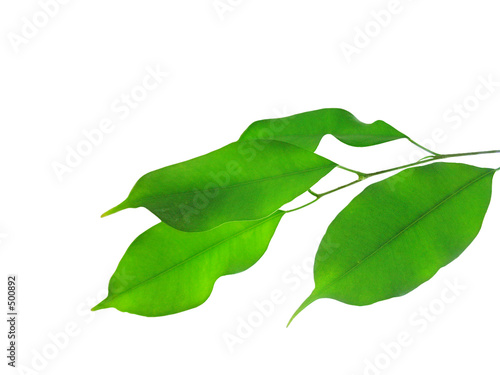 Photo: laurel leaf laurel leaf