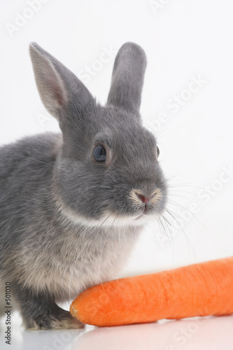 hase