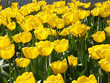 frühling