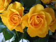 gelbe rosen