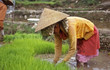 woman in rice-field woman in rice-field