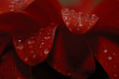 deep red gerbera petals deep red gerbera petals
