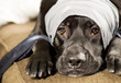 sick dog