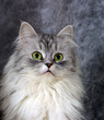portrait of the cat