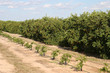 stages of orange trees