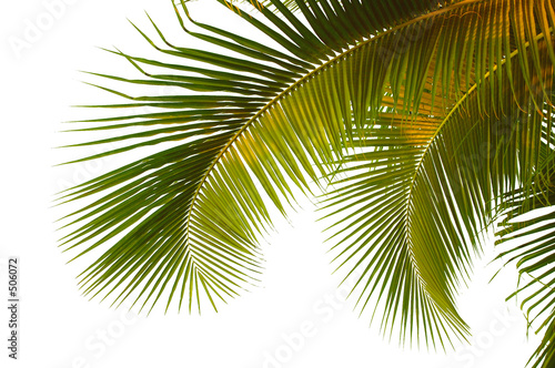 coconut palm fronds