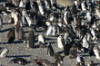 pinguins de magellan