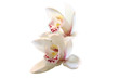 orchidée orchidée