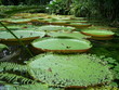 victoria regia (1)
