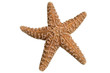clipped starfish