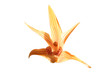 orchidée orchidée