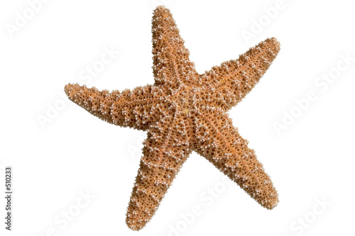 Photo: clipped starfish clipped starfish