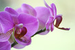 orchidée orchidée