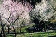 mandelblüte mallorca