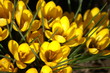 krokus gelb