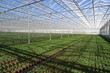 young plants young plants