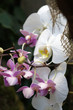 phalaenopsis, orchid