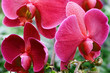 phalaenopsis, orchid