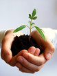 seedling
