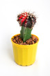 cactus în oală