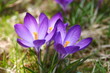 krokus 2