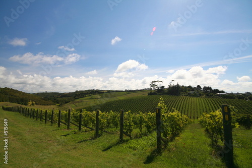 vineyard alignment
