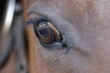 das auge des pferdes