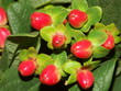 fleurs rouges de l'hypericum