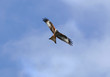 red kite