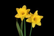 daffodil beauties