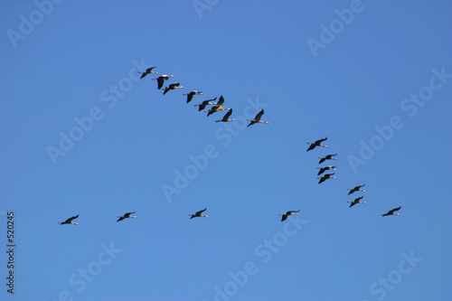 grues cendrées