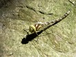 libelle auf stein libelle auf stein