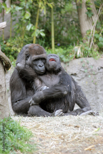 Photo: crying baby gorilla crying baby gorilla