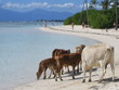 vache à la plage vache à la plage