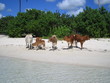 vache à la plage vache à la plage
