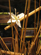 décoration hawai décoration hawai