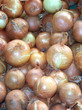 oignons