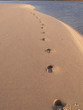 footsteps in the beach