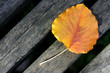 Photo: orange leaf orange leaf