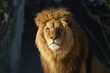 le roi lion