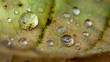 Photo: water droplets water droplets