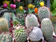 cactus cactus