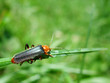 käfer