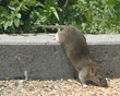 oh, rats #10 oh, rats #10