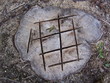 souche d'arbre