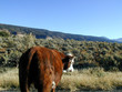 Foto: cow behind cow behind