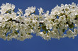fleurs de cerisier