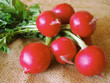 Photo: fresh radishes fresh radishes