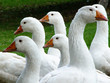 gänse gänse